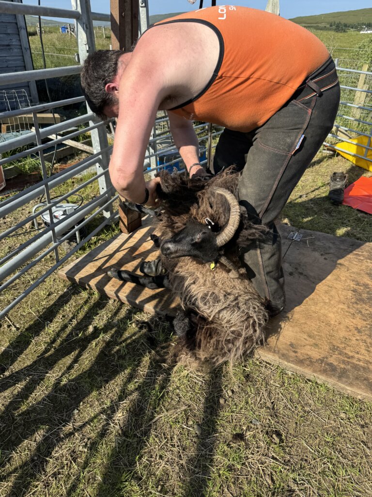 shearing in action