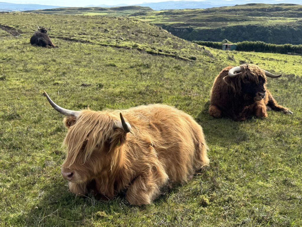 amy and hamish