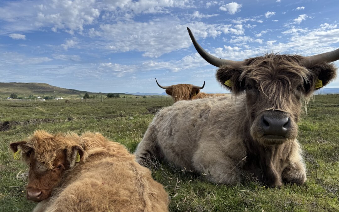 Our Highlanders enjoying the sunshine