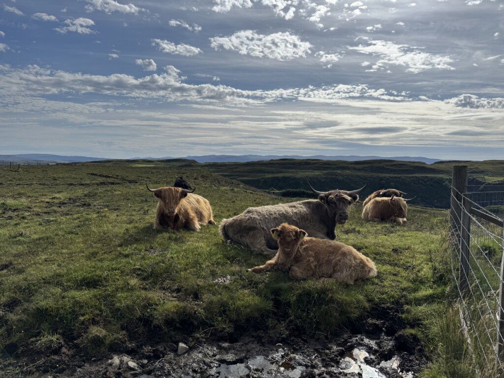 our highlanders