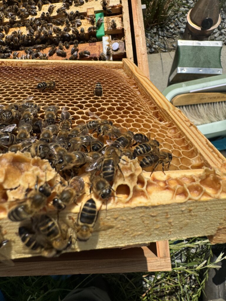 bees preparing the frame