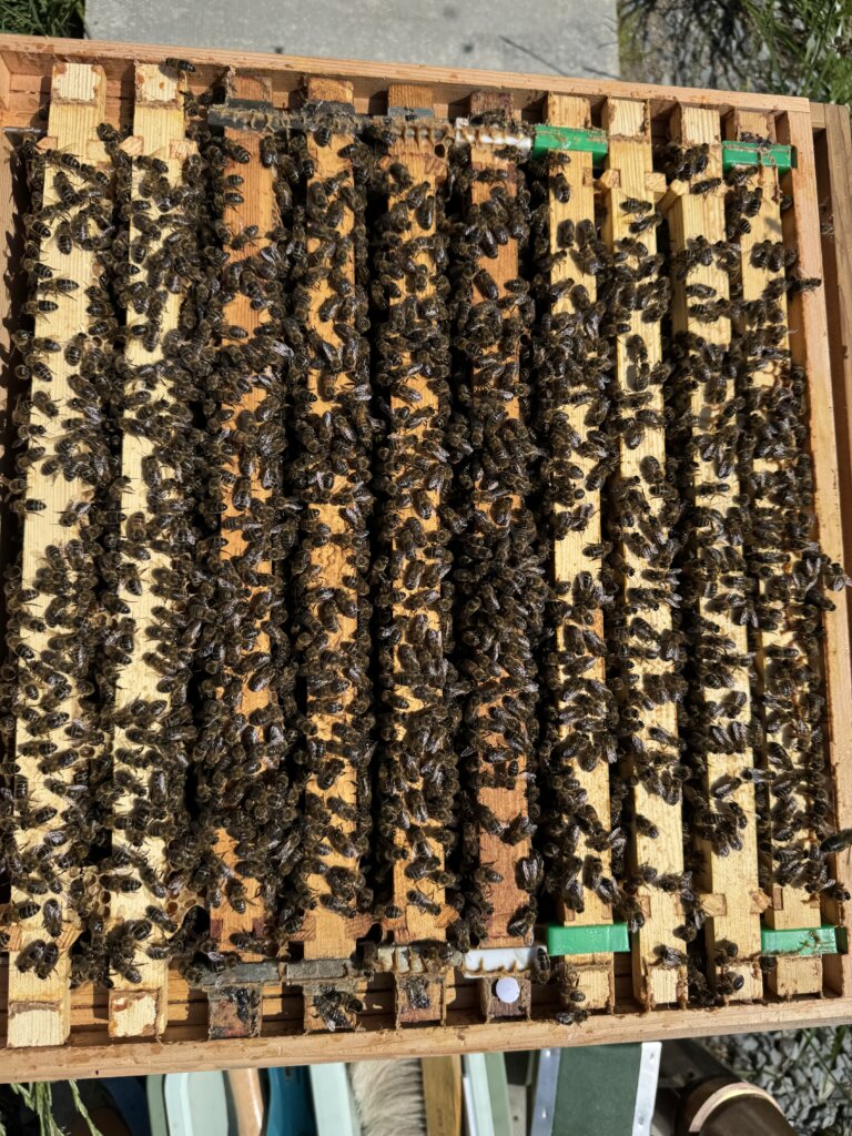bees very active in the brood box