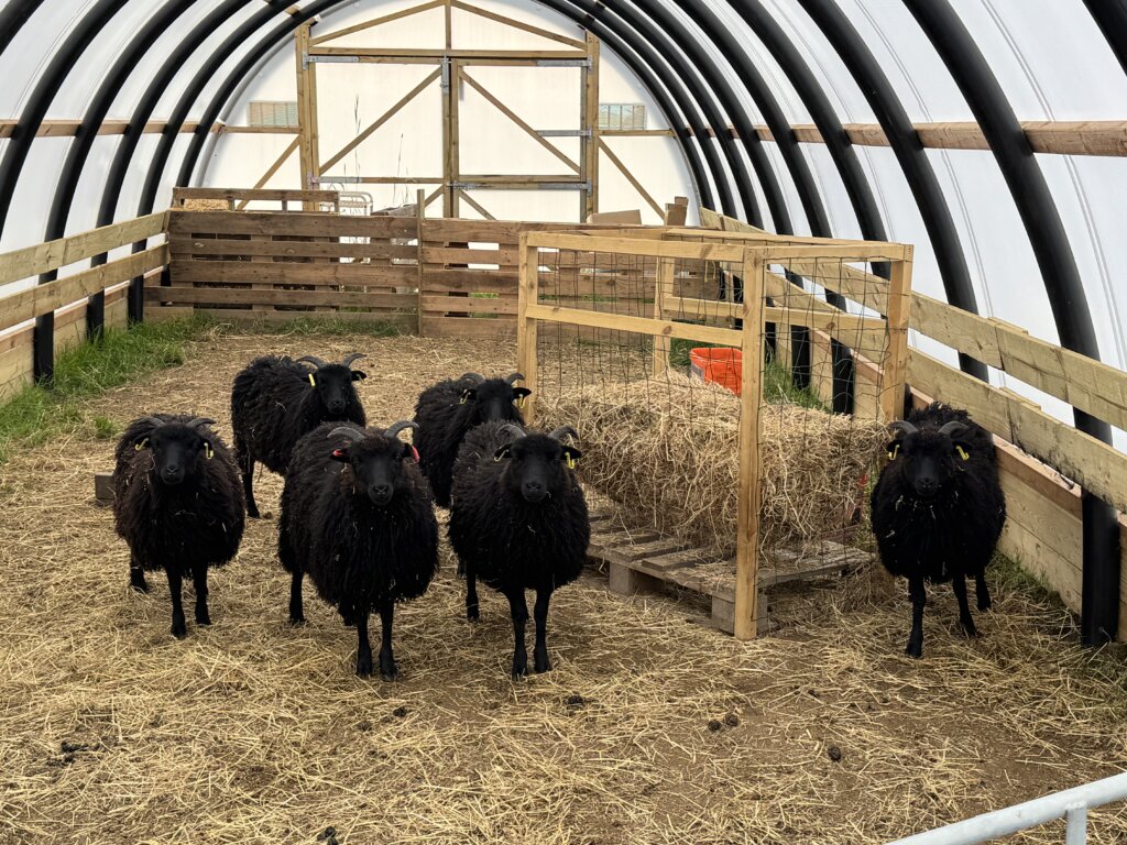 ewe lambs waiting for their collection