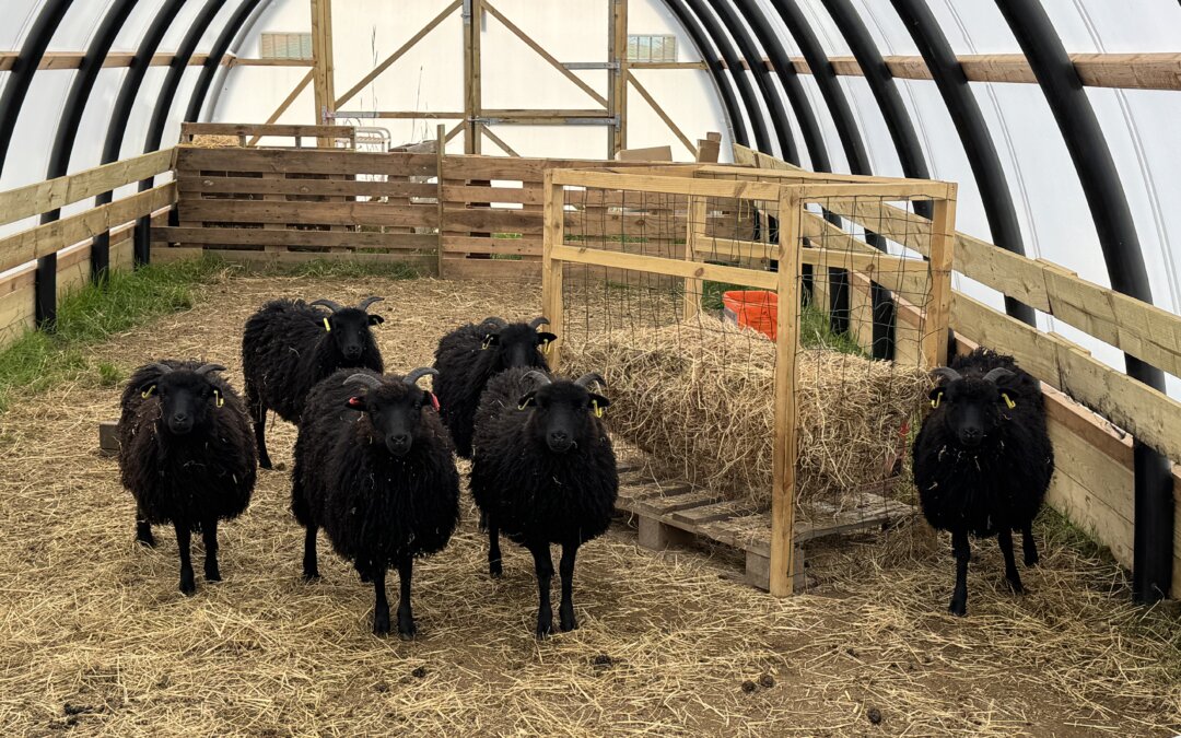 2026 Girl Lambs sold