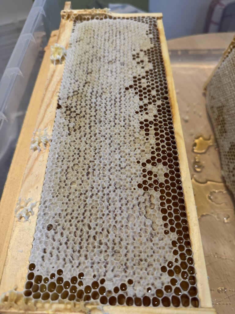 frame with capped honey