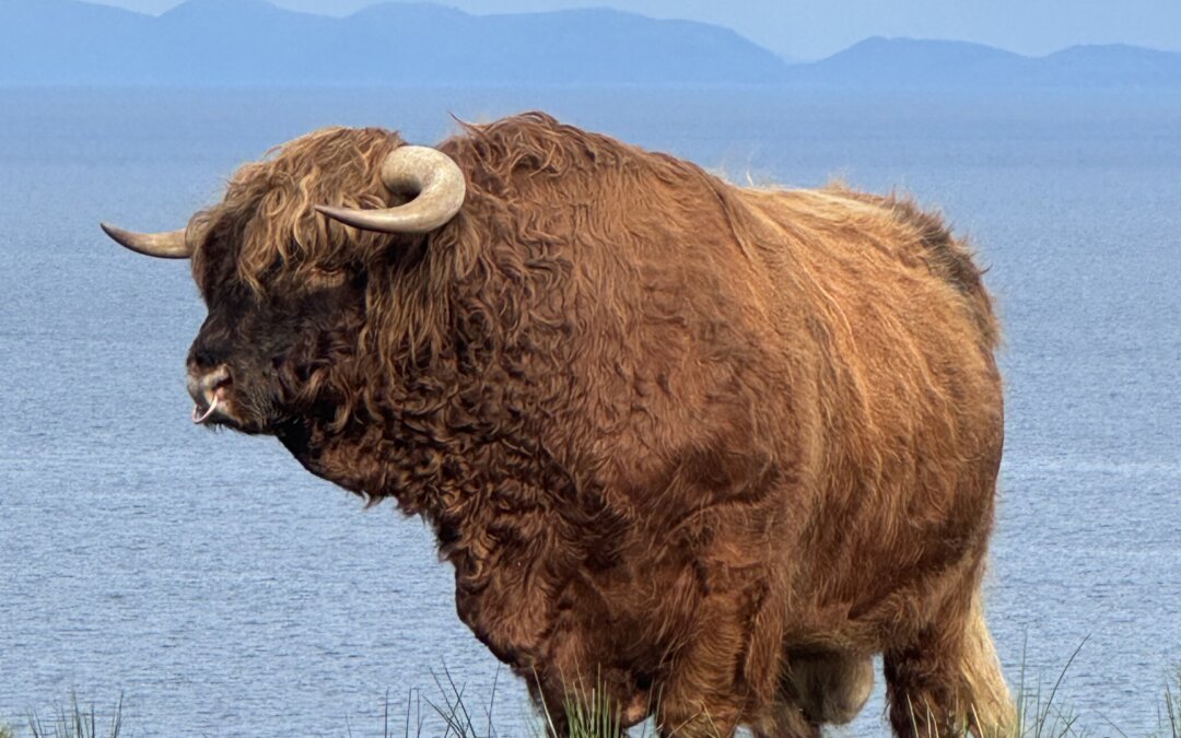 Hamish, the bull