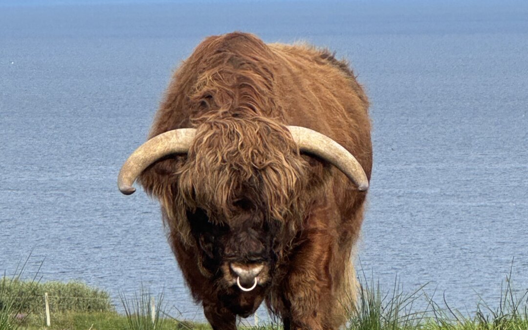 Bye Bye Hamish Ruadh of Tilbouries