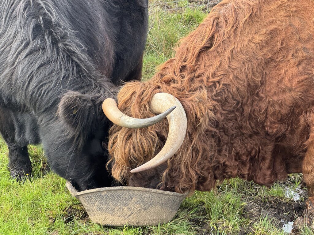 sharing the bucket with annie
