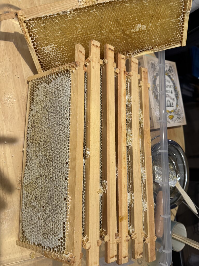 starting to extract honey