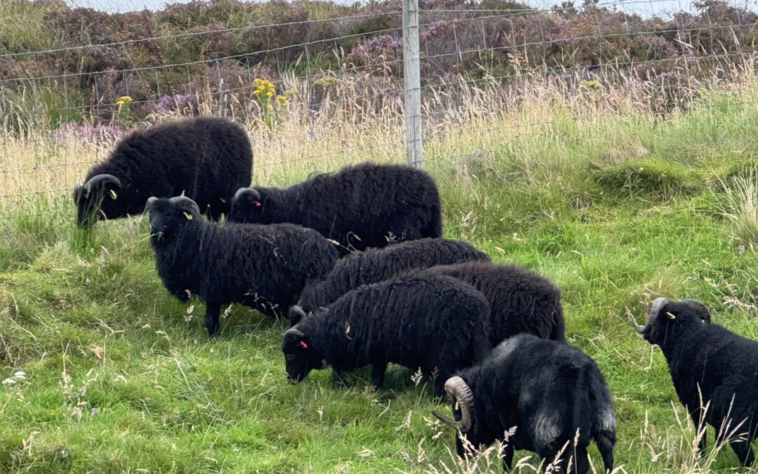 Lamb boys moved to winter grazing field