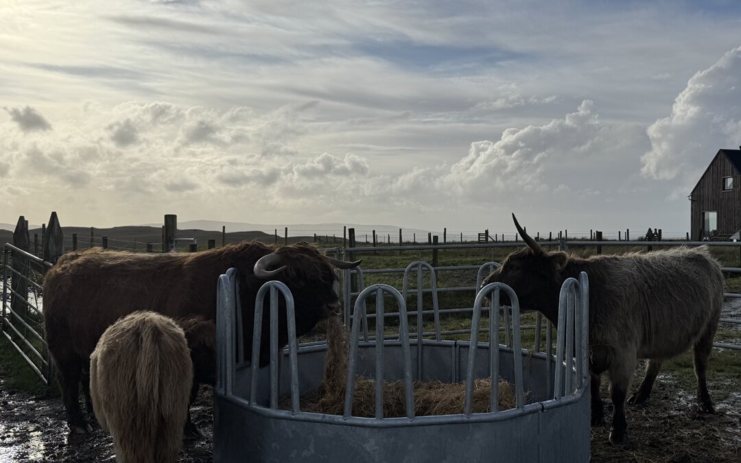 New feeder for the Highlanders