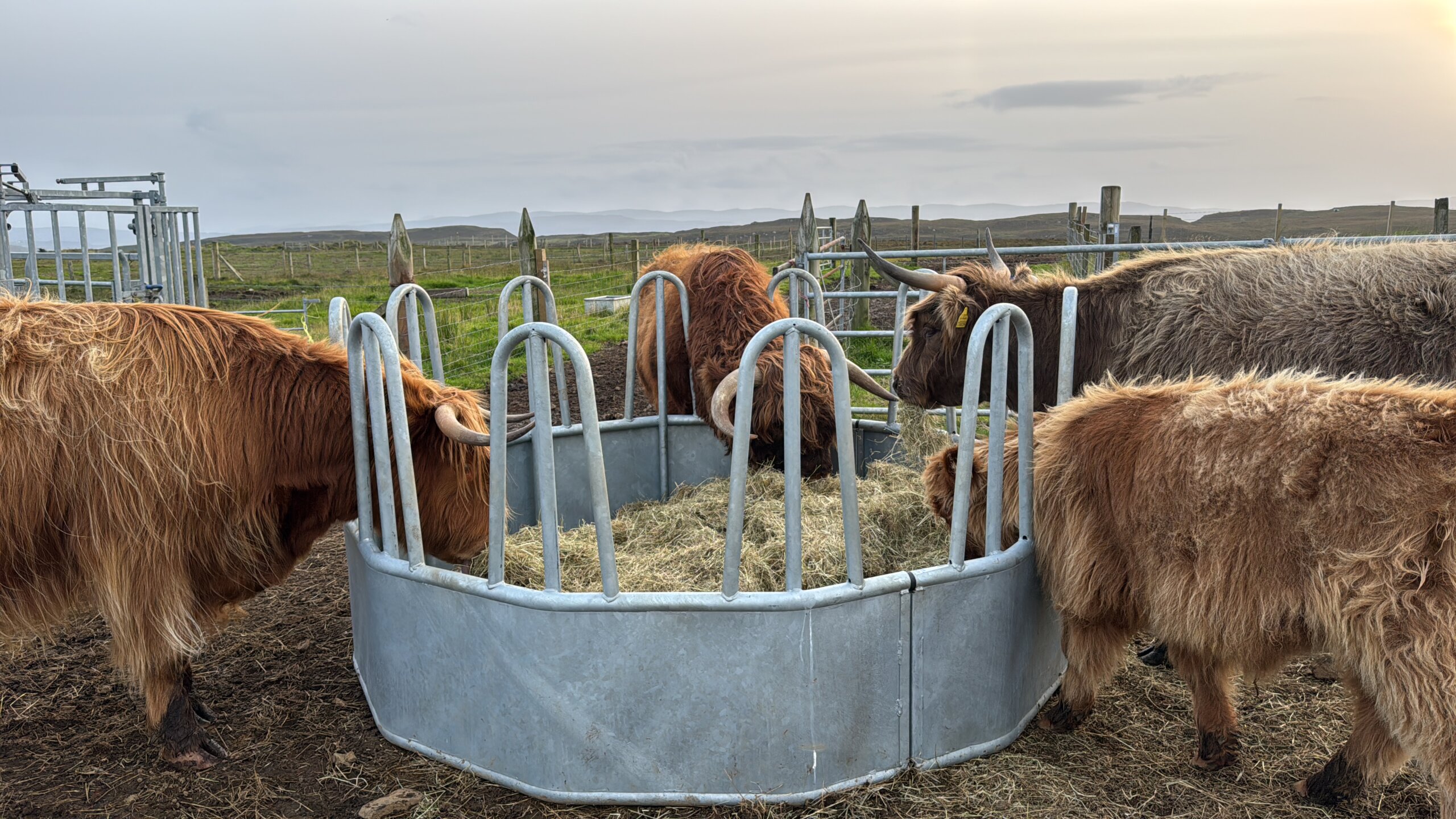 our highlander enjoy the fresh hay