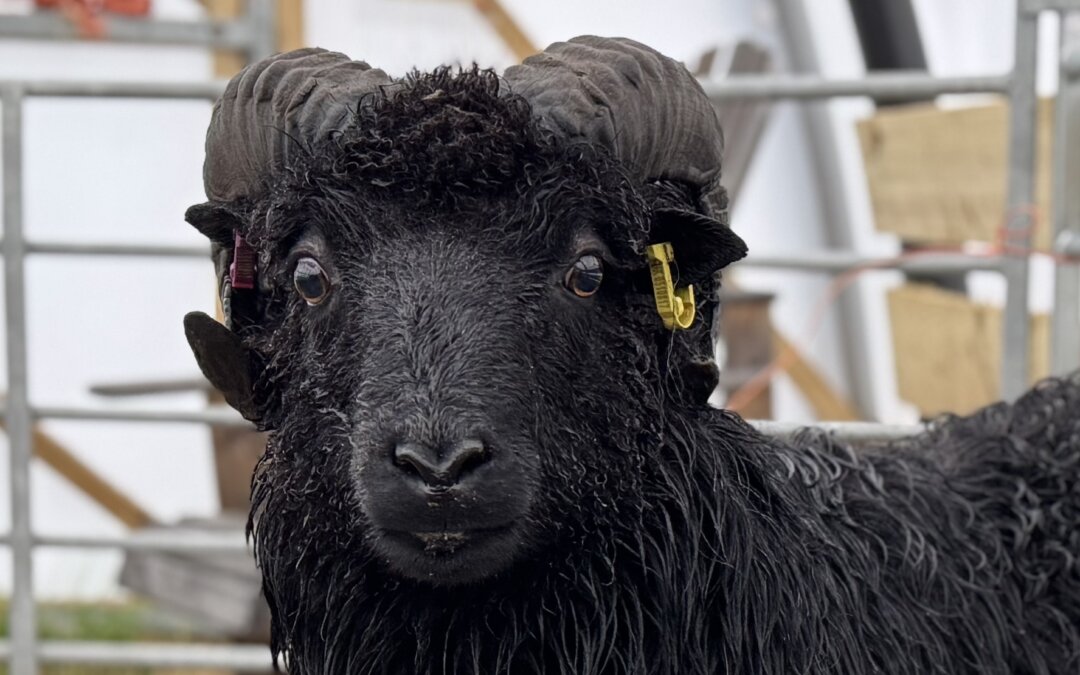 Morpheus, our new ram